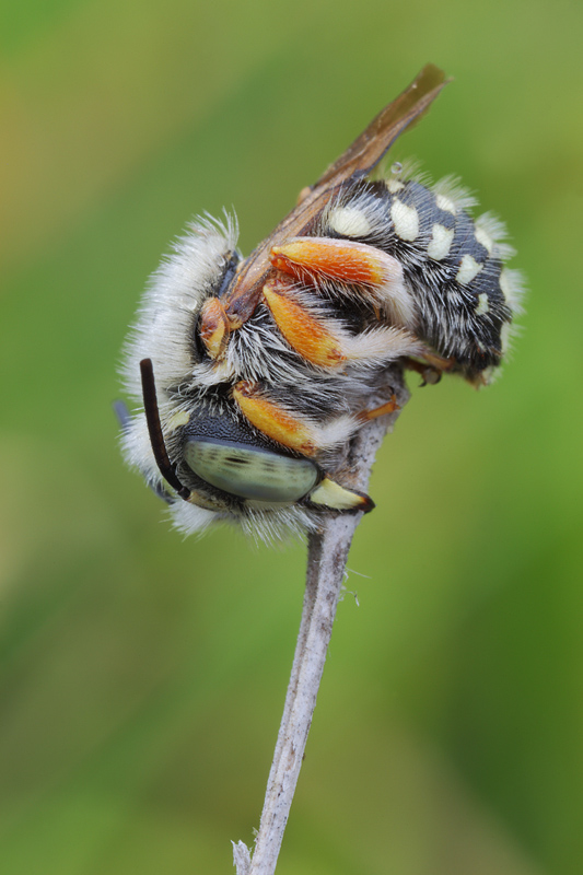 Apidae Megachilinae: cfr. Anthidium punctatum